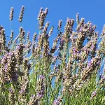 아파트 Casa Di Lavanda