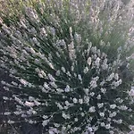 아파트 Casa Di Lavanda 흐바르
