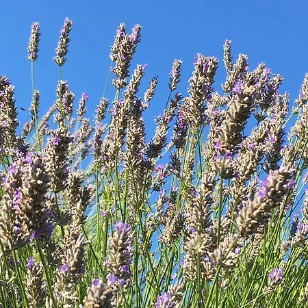 Apartamento Casa Di Lavanda
