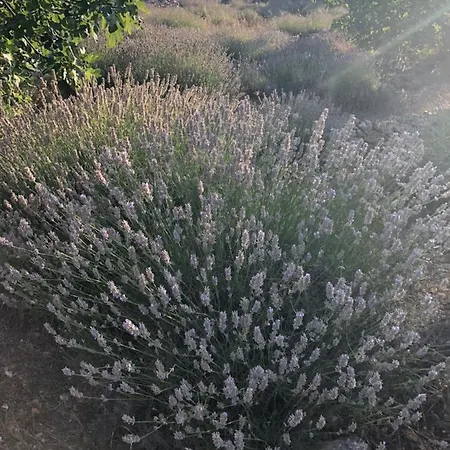 דירה Casa Di Lavanda *