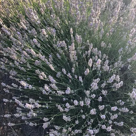 Διαμέρισμα Casa Di Lavanda Χβαρ