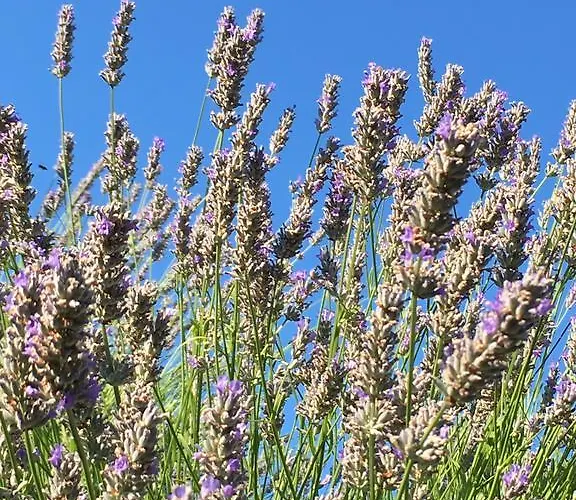 Apartamento Casa Di Lavanda