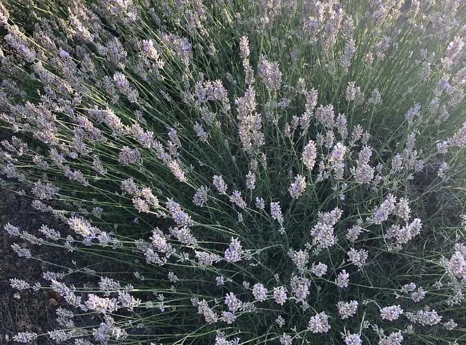 شقة Casa Di Lavanda هفار